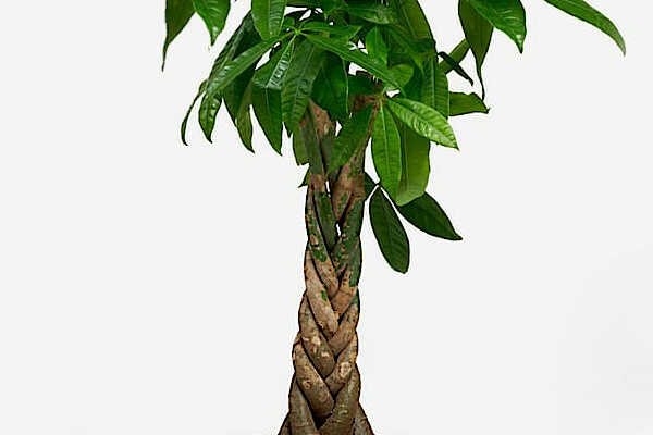 Φροντίδα της Παχίρας - Pachira aquatica (Δέντρο του Χρήματος) με Πλεγμένο Κορμό