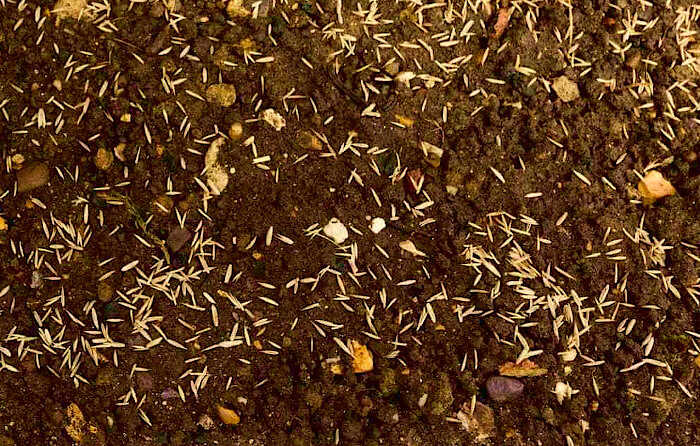 Ικανοποιητικά Ομοιόμορφη Κατανομή Σπόρων Γκαζόν