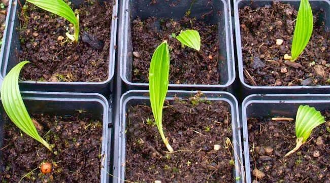 Chinese Windmill Palm (Trachycarpus fortunei - syn. Chamaerops excelsa) Sprouts