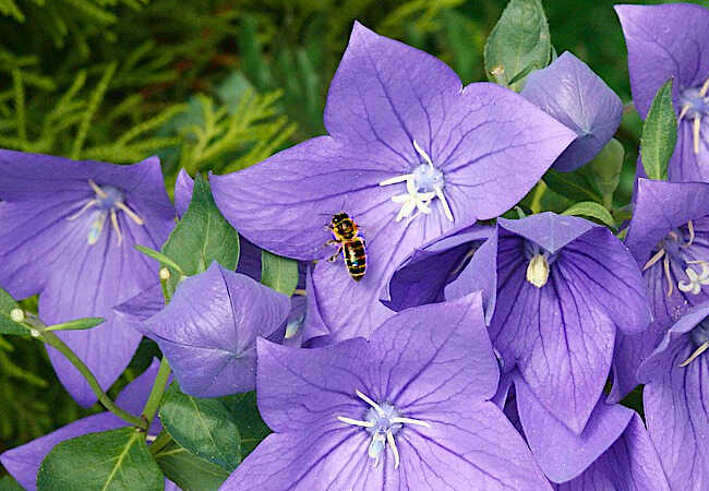 Πλατυκώδων ο μεγανθής (Platycodon grandiflorus) - Μέλισσα σε Ένα Άνθος του Πλατυκώδωνα