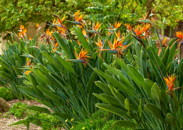 Blooming Plants of Strelitzia reginae in Garden