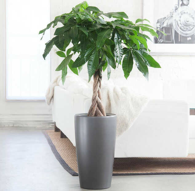 Παχίρα σε Γλάστρα Τοποθετημένη σε Εσωτερικό Χώρο