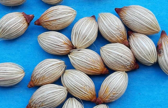 Σπορά Φοινίκων & Φοινικοειδών - Σπόροι του Φοίνικα της Μανίλας (Adonidia merrillii)