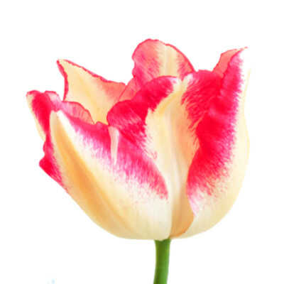 Τύποι Τουλίπας - Triumph Group (T) – Τουλίπες Triumph