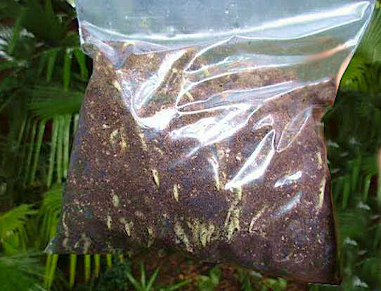 Baggie Method for Palm Plants Sowing