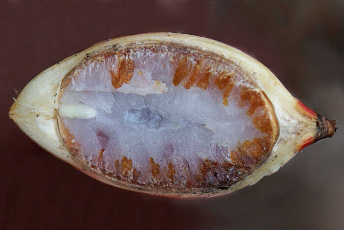 Κατά Μήκος Τομή Σπόρου του Φοίνικα της Μανίλας (Adonidia merrillii)