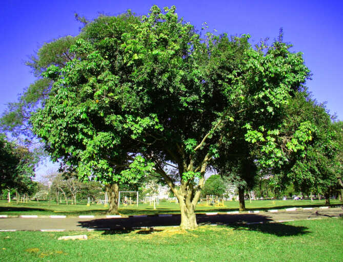 Φροντίδα της Παχίρας - Δέντρο Παχίρας σε Πάρκο