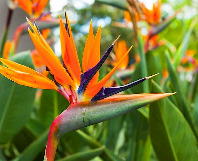 The Amazing Flower's Shape and Colors of Bird of Paradise