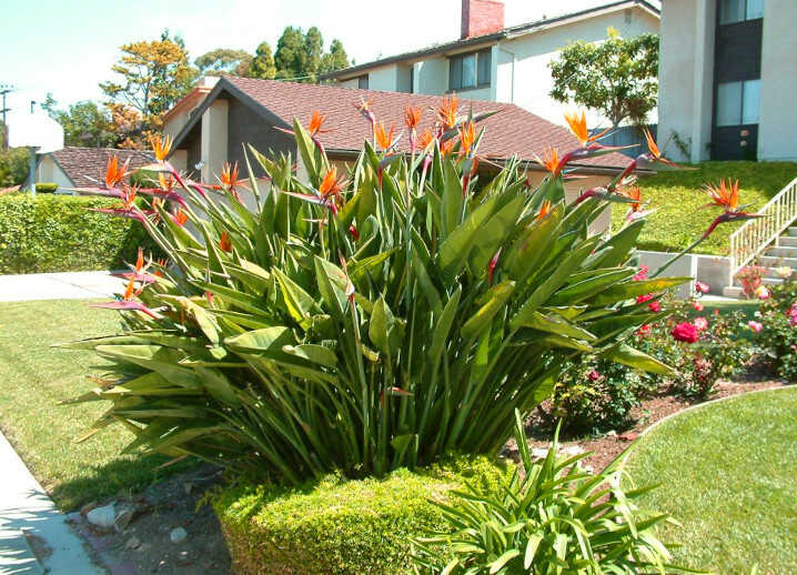 A Strelitzia reginae Plant in the Front Yard