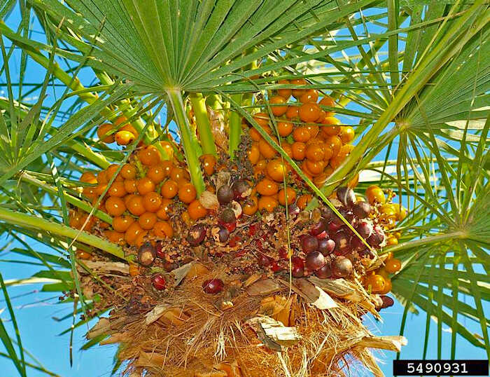 Σπορά Φοινίκων & Φοινικοειδών - Καρποί του Χαμαίρωπα του χαμηλού (Chamaerops humilis)
