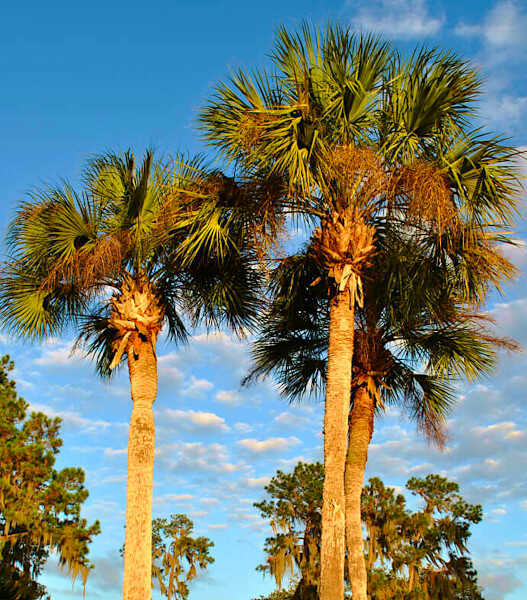 Techniques for Sowing Palm Seeds - Seeds of Mexican Fan Palm (Washingtonia robusta) are Easy Germinated
