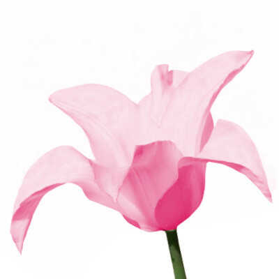 Lily-Flowered Group (L) – Τουλίπες με Άνθος Τύπου Λίλιουμ