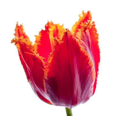 Fringed Group (Fr) – Τουλίπες με Κροσσωτό Άνθος