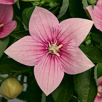 Ποικιλία Platycodon grandiflorus 'Astra Pink'