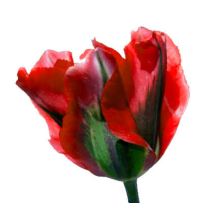 Viridiflora Group (V) – Τουλίπες Viridiflora