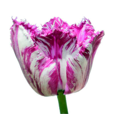 Rembrandt Group (R) – Τουλίπες Ρέμπραντ