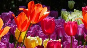 &Pi;&omicron;&upsilon;, &Pi;&omega;&sigmaf; &kappa;&alpha;&iota; &Pi;ό&tau;&epsilon; &Phi;&upsilon;&tau;&epsilon;ύ&omicron;&nu;&tau;&alpha;&iota; &omicron;&iota; &Tau;&omicron;&upsilon;&lambda;ί&pi;&epsilon;&sigmaf; - &Tau;&omicron;&upsilon;&lambda;ί&pi;&epsilon;&sigmaf; &mu;&epsilon; &Pi;&omicron;&rho;&tau;&omicron;&kappa;&alpha;&lambda;ί, &Mu;&omega;&beta;, &Pi;&omicron;&rho;&phi;&upsilon;&rho;ά &kappa;&alpha;&iota; &Kappa;ί&tau;&rho;&iota;&nu;&alpha; Ά&nu;&theta;&eta; - &Alpha;&pi;ό Jovanel