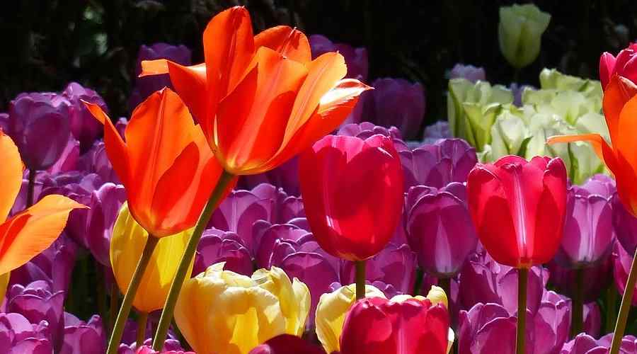 Που, Πως και Πότε Φυτεύονται οι Τουλίπες - Τουλίπες με Πορτοκαλί, Μωβ, Πορφυρά και Κίτρινα Άνθη - Από Jovanel