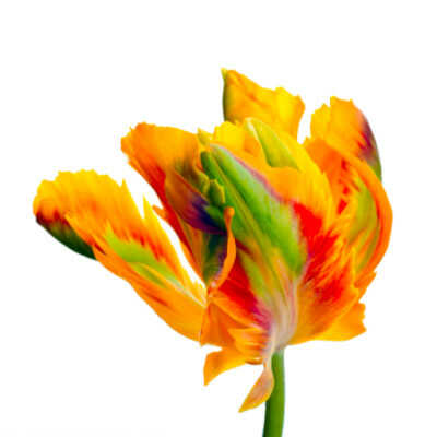 Τύποι Τουλίπας - Parrot Group (P) – Τουλίπες Parrot