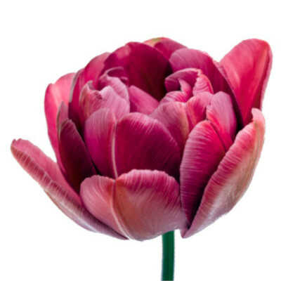 Τύποι Τουλίπας - Double Late Group (DL) – Ομάδα από Τουλίπες Double Late