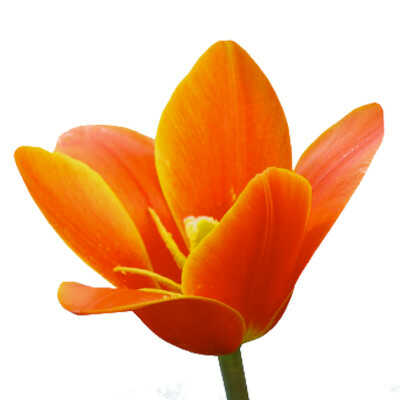 Kaufmanniana Group (K) – Τουλίπες Kaufmanniana