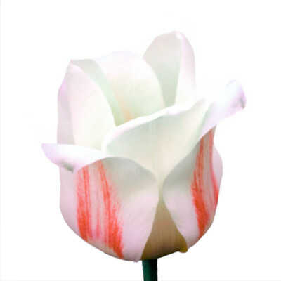 Τύποι Τουλίπας - Greigii Group (G) – Τουλίπες Greigii