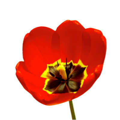 Τύποι Τουλίπας - Species or Botanical Group – Βοτανικές Τουλίπες