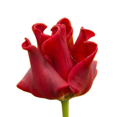 Coronet Group – Ομάδα από Τουλίπες Coronet