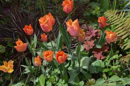 Η Θαυμαστή Πορτοκαλί Χρώματος Ανθοφορία της Ποικιλίας ‘Orange Princess’