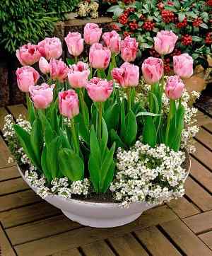 Που, Πως και Πότε Φυτεύονται οι Τουλίπες - Ροζ Τουλίπες Φυτεμένες σε Γλάστρα μαζί με Ιβηρίδες (Iberis sempervirens)