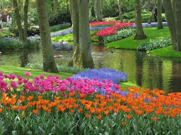 Πορτοκαλί και Φούξια Τουλίπες μαζί με Μπλε Μούσκαρι στους Υποδειγματικούς Κήπους του Keukenhof, στην Ολλανδία