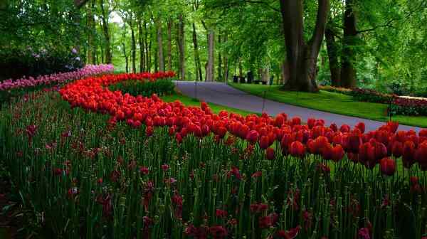 Που, Πως και Πότε Φυτεύονται οι Τουλίπες - Κόκκινες Τουλίπες Φυτεμένες σε Ημισκιά - Από Sylabo