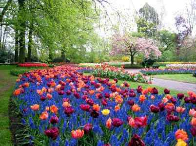 Τουλίπες και Μούσκαρι στους Βοτανικούς Κήπους του Keukenhof