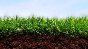 Κατάλληλο Έδαφος για Σπορά Γκαζόν - Υγιέστατος Χλοοτάπητας Πάνω σε Κατάλληλο Έδαφος