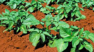 Φροντίδα της Πατάτας στον Λαχανόκηπο - Φυτά Πατάτας στον Οικιακό Λαχανόκηπο