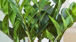 Care of ZZ Plant - The ZZ Plant Waxy & Glabrous Leaves
