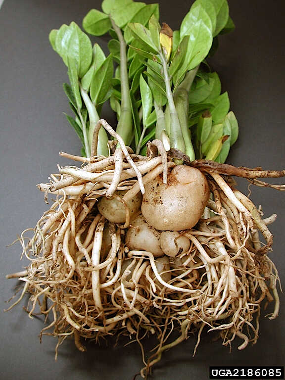 The Thick and Tuberous Roots of ZZ Plant - © Cesar Calderon, Cesar Calderon Pathology Collection, USDA APHIS PPQ, Bugwood.org