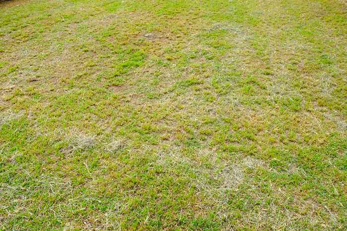 Κατάλληλο Έδαφος για Σπορά Γκαζόν - Γκαζόν Κιτρινίζοντος Χρώματος που Χρειάζεται Ασβέστωση