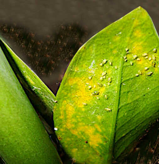 Care of ZZ Plant - Infection of Aphids on a Leaf of Zamiokoulkas