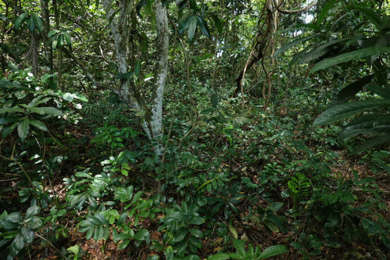 Zamioculcas zamiifolia as the Dominant Species in Forest Understory, Ngezi FR, Pemba, Tanzania