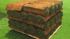 Προκαλλιεργημένος Χλοοτάπητας για τον Κήπο σε Ρολό