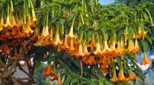 &Phi;&upsilon;&tau;ό Brugmansia ssp. &mu;&epsilon; Ά&phi;&theta;&omicron;&nu;&alpha; &Pi;&omicron;&rho;&tau;&omicron;&kappa;&alpha;&lambda;ί &Lambda;&omicron;&upsilon;&lambda;&omicron;ύ&delta;&iota;&alpha;