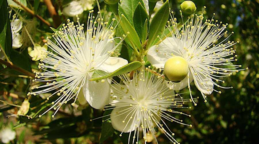 Μυρτιά, τα Άνθη & οι Άγουροι Καρποί του Φυτού