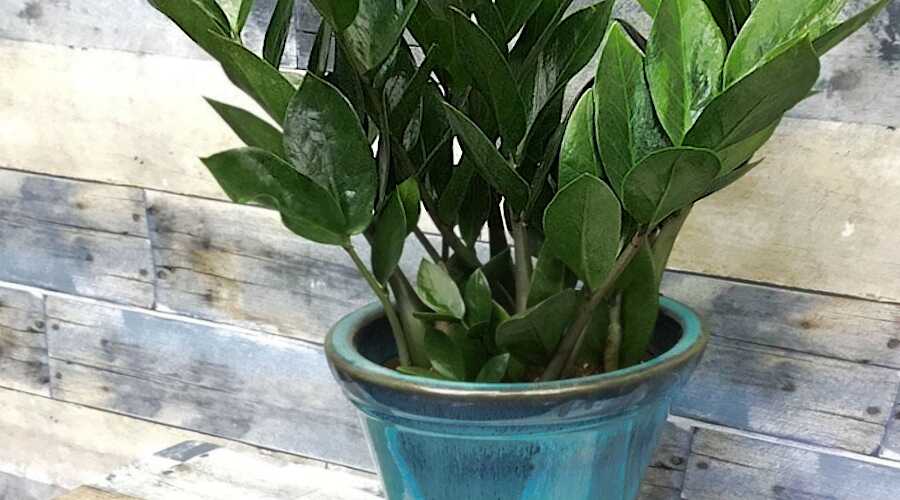 Φύτευση του Ζαμιοκούλκα - Φυτό Ζαμιοκούλκα σε Κεραμική Γλάστρα