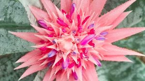 &Phi;&rho;&omicron;&nu;&tau;ί&delta;&alpha; &tau;&eta;&sigmaf; &Alpha;&iota;&chi;&mu;έ&alpha;&sigmaf; - &Tau;&alpha; &Rho;&omicron;&zeta; &Beta;&rho;ά&kappa;&tau;&iota;&alpha; &mu;&epsilon; &tau;&alpha; &Mu;&pi;&lambda;&epsilon; &Lambda;&omicron;&upsilon;&lambda;&omicron;ύ&delta;&iota;&alpha; &tau;&eta;&sigmaf; &Alpha;&iota;&chi;&mu;έ&alpha;&sigmaf;