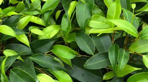 Φίκος Μπέντζαμιν (Ficus benjamina), τα Φύλλα του Φυτού