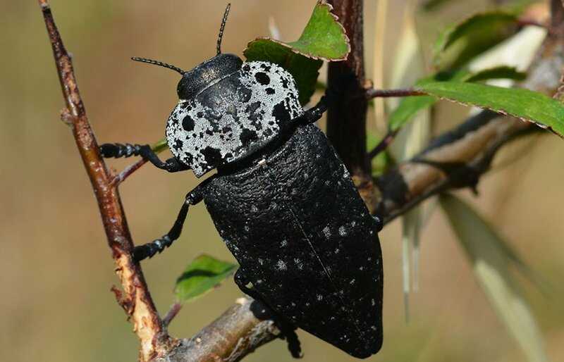 Ακμαίο σε Κλαδί Ροδακινιάς