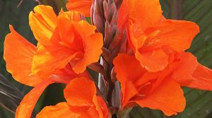 &Phi;ύ&tau;&epsilon;&upsilon;&sigma;&eta; &tau;&eta;&sigmaf; &Kappa;ά&nu;&nu;&alpha;&sigmaf; - &Tau;&alpha; &Pi;&omicron;&rho;&tau;&omicron;&kappa;&alpha;&lambda;ί &Chi;&rho;ώ&mu;&alpha;&tau;&omicron;&sigmaf; &Lambda;&omicron;&upsilon;&lambda;&omicron;ύ&delta;&iota;&alpha; &tau;&eta;&sigmaf; &Kappa;ά&nu;&nu;&alpha;&sigmaf;