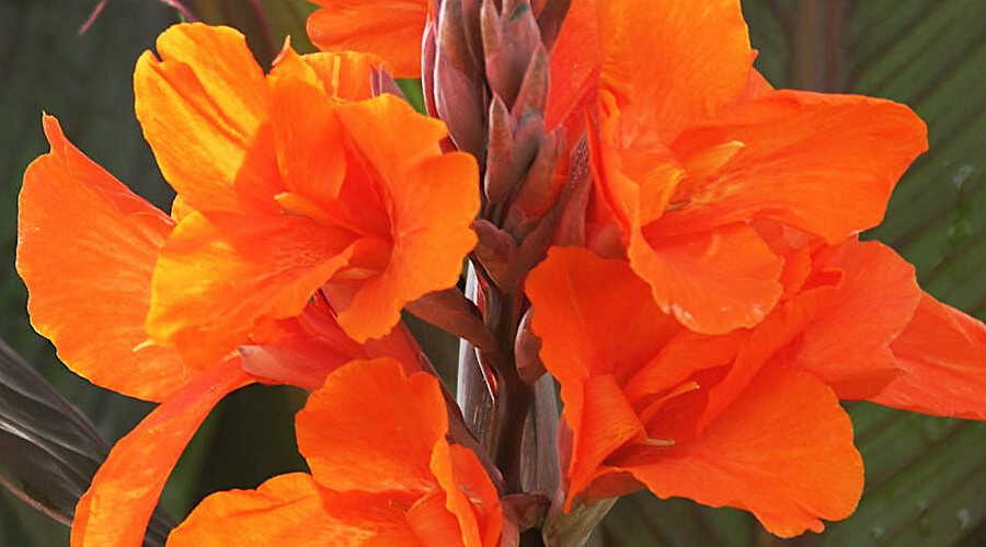 Φύτευση της Κάννας - Τα Πορτοκαλί Χρώματος Λουλούδια της Κάννας