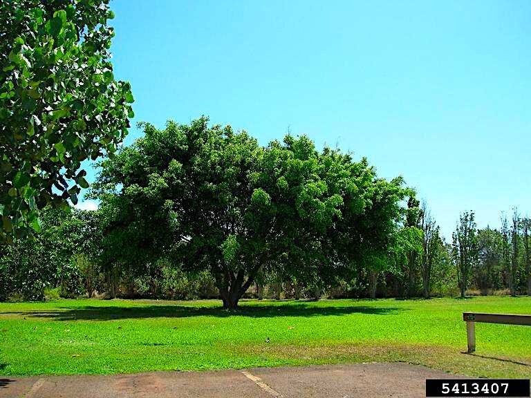 Δέντρο Ficus benjamina στο Νησί Molokai - © Forest and Kim Starr, Starr Environmental, Bugwood.org